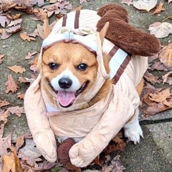 Meet your Posher, Robin. - Picture 2 of 2